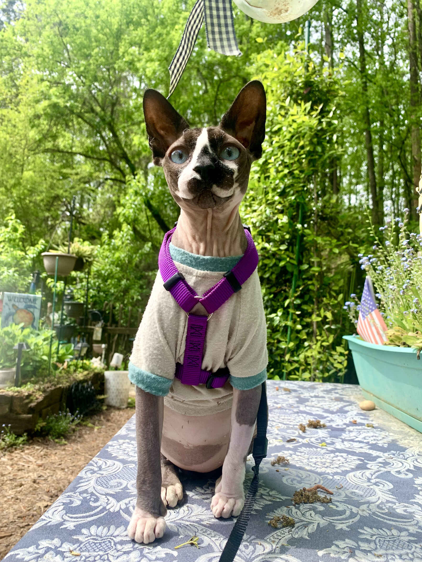 A Birthday Wish in Loving Memory of Horus image