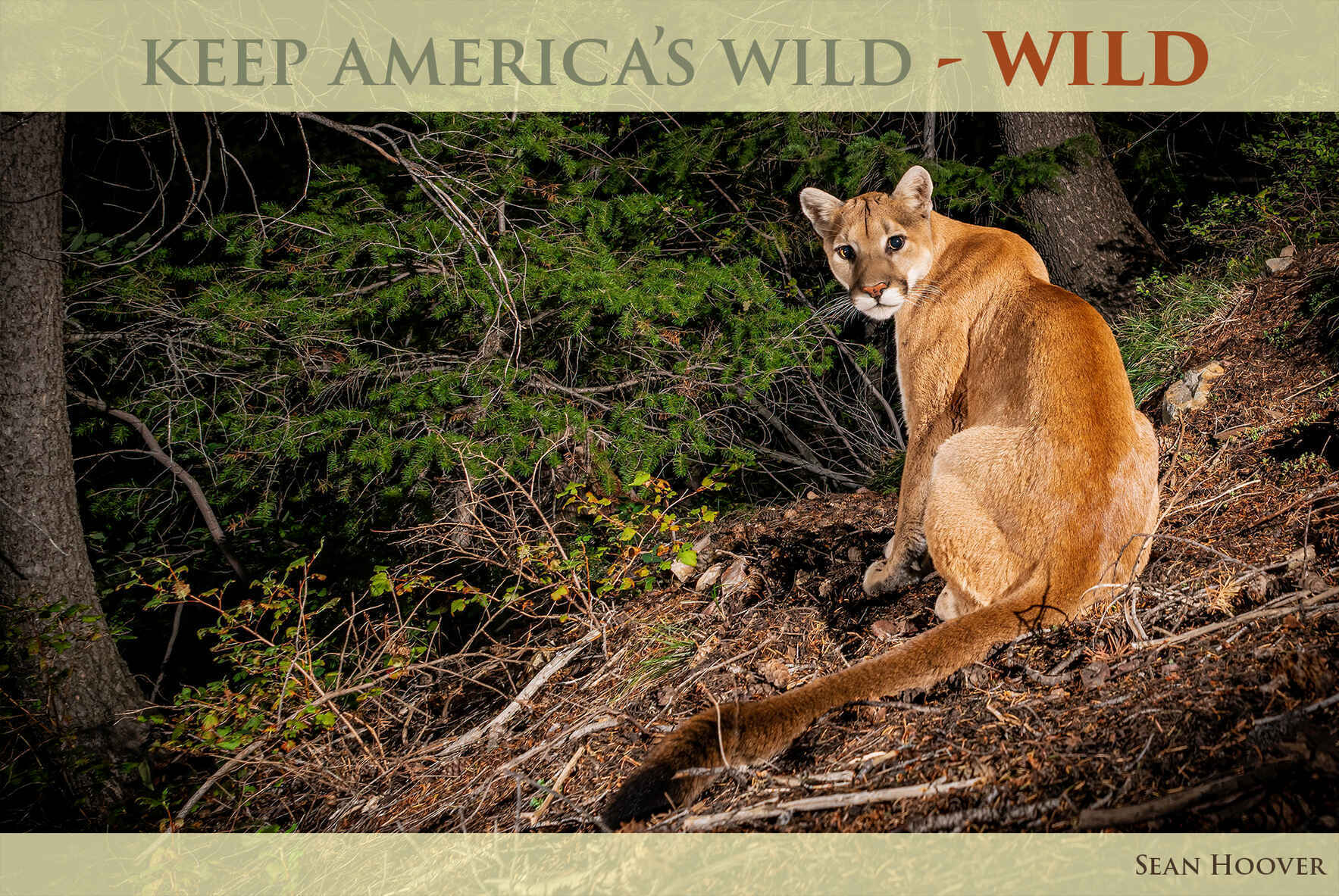 Become a Puma Protector image