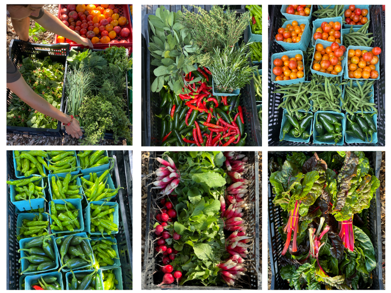 Good Food For All! image