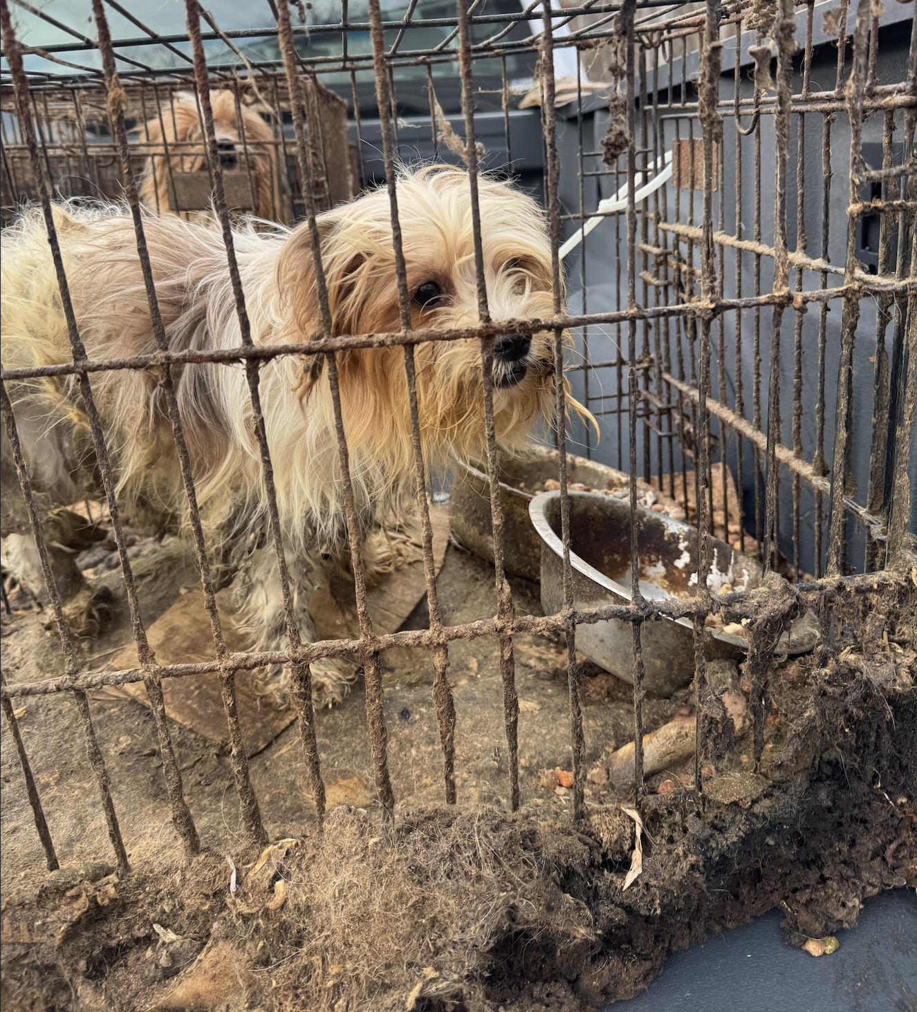 Emergency Care for 11 Neglected Yorkies image