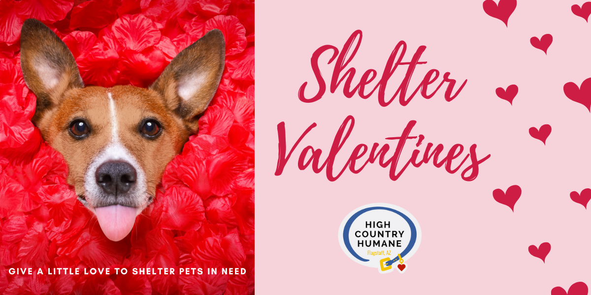 Every Pet Deserves a Valentine image