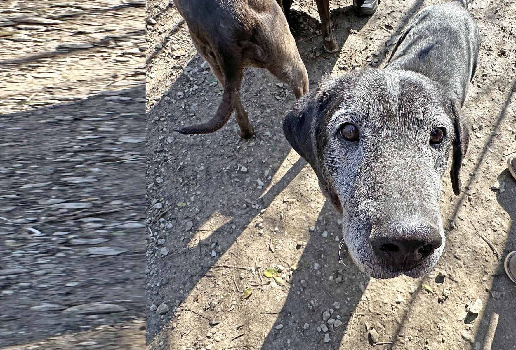 Donate to Help 200 Suffering Dogs in MS image