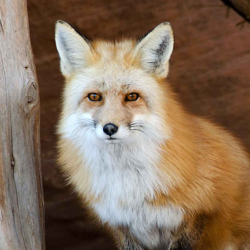 2026-2027 Membership Campaign image