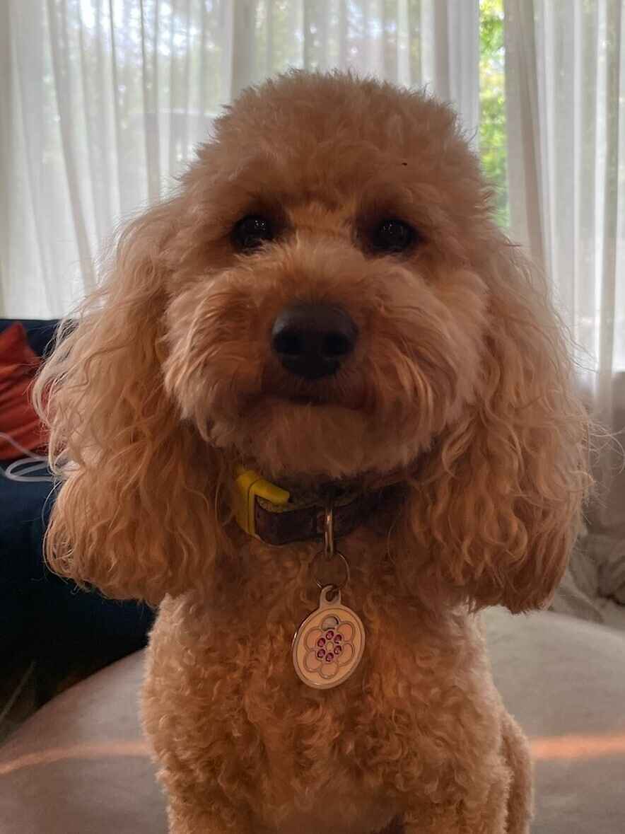 Give today to help family pups live their best lives while they are away from home!  image