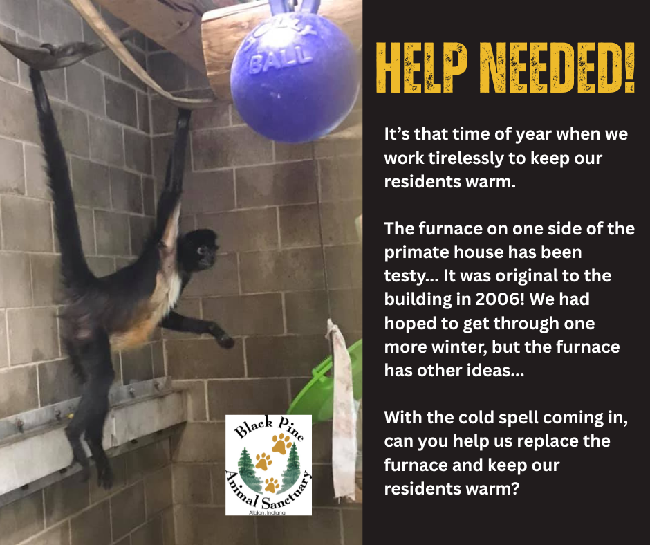 Help us get our Primates a new furnace! image