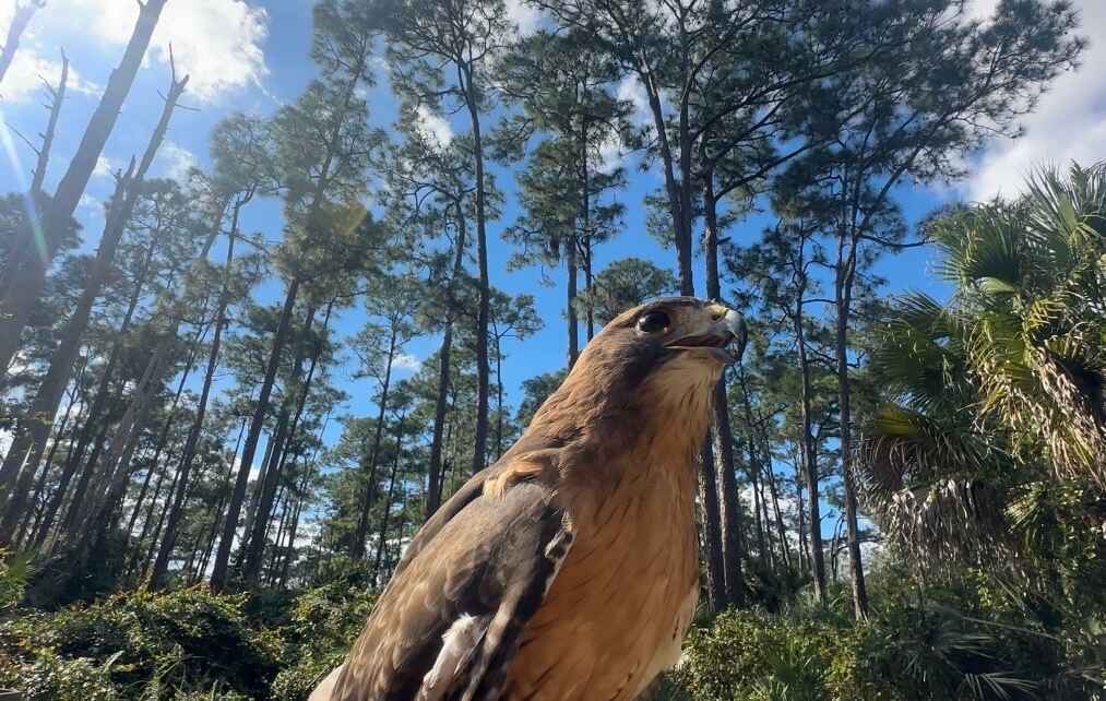 Join our membership family in helping rehabilitate wildlife image