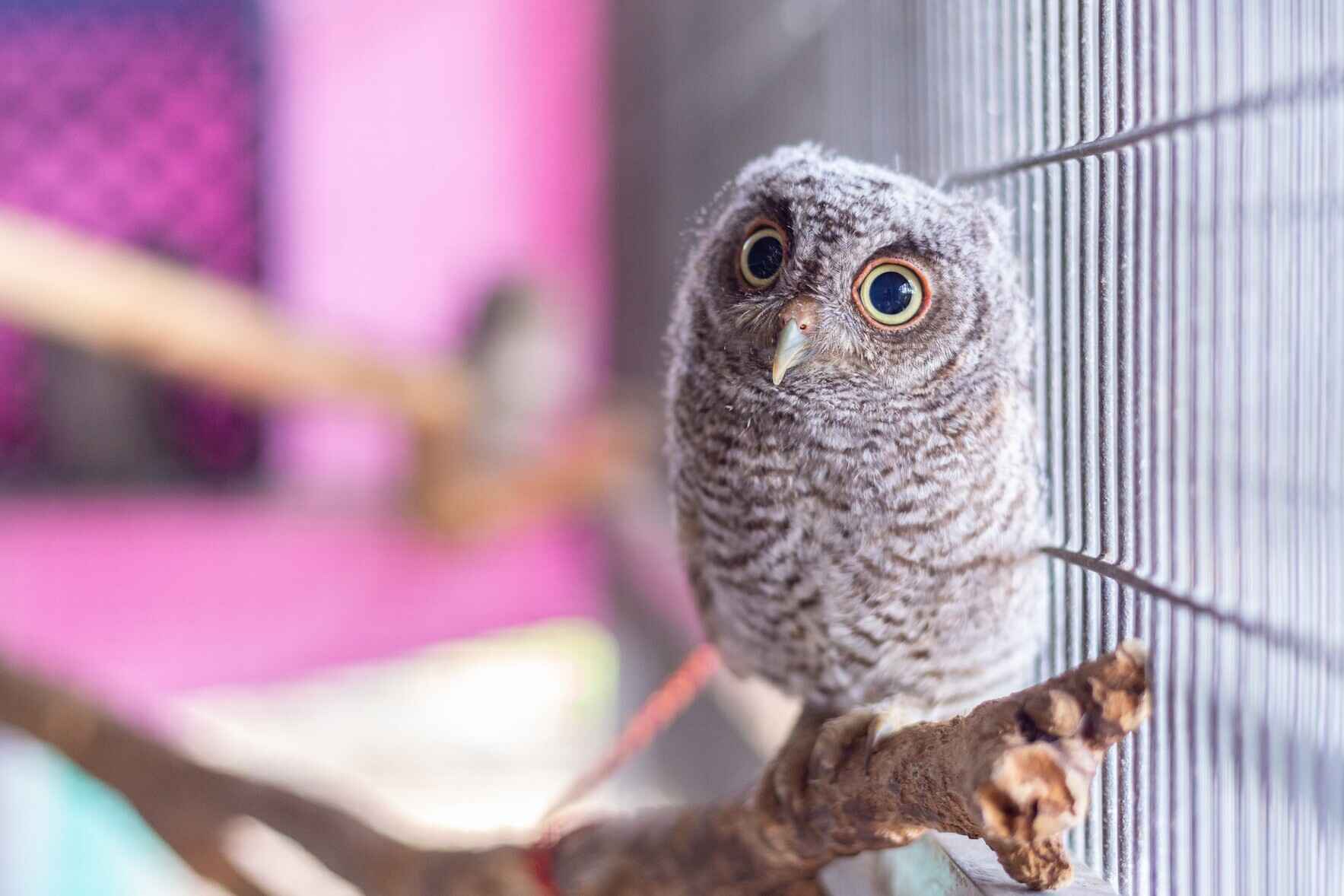 Help Baby Wildlife! image