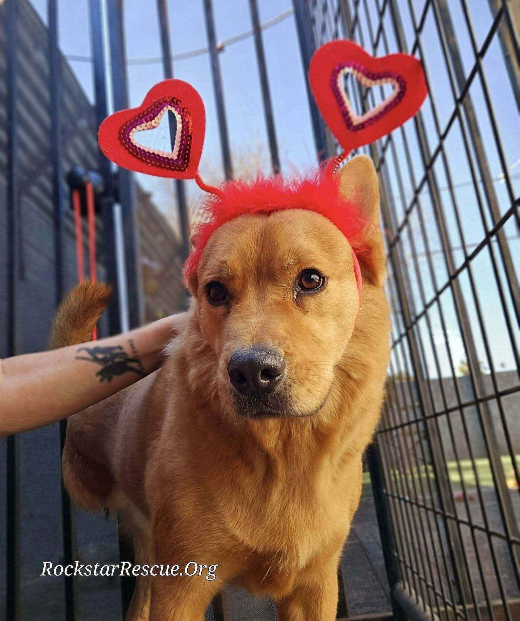 Help Us Raise $100 A Day, Every Day In February image