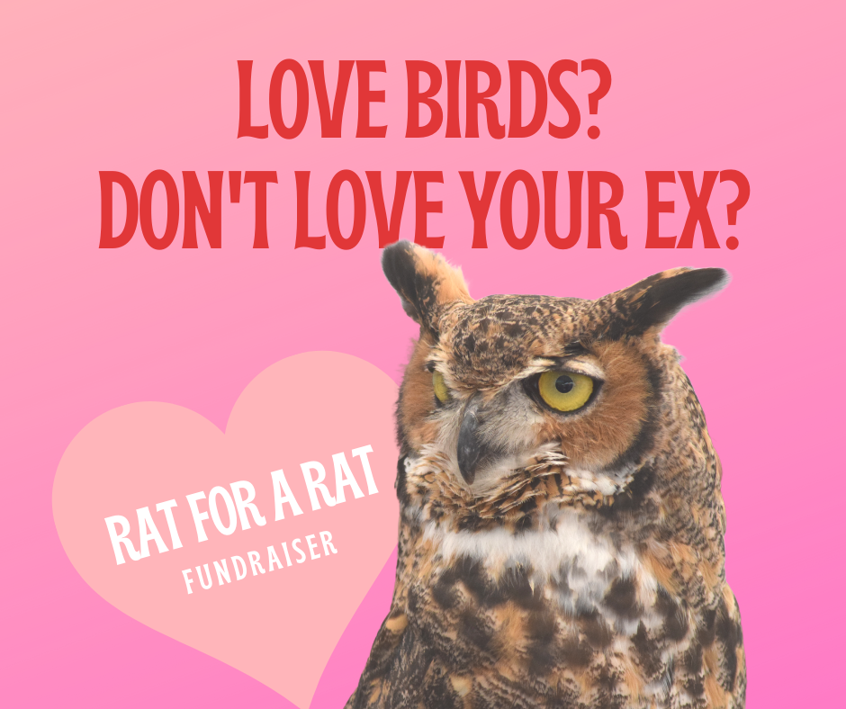 Is there a rat in your life? Feed 'em to the Birds!  image
