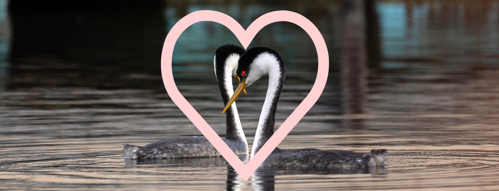 Show Grebes Some Love! image