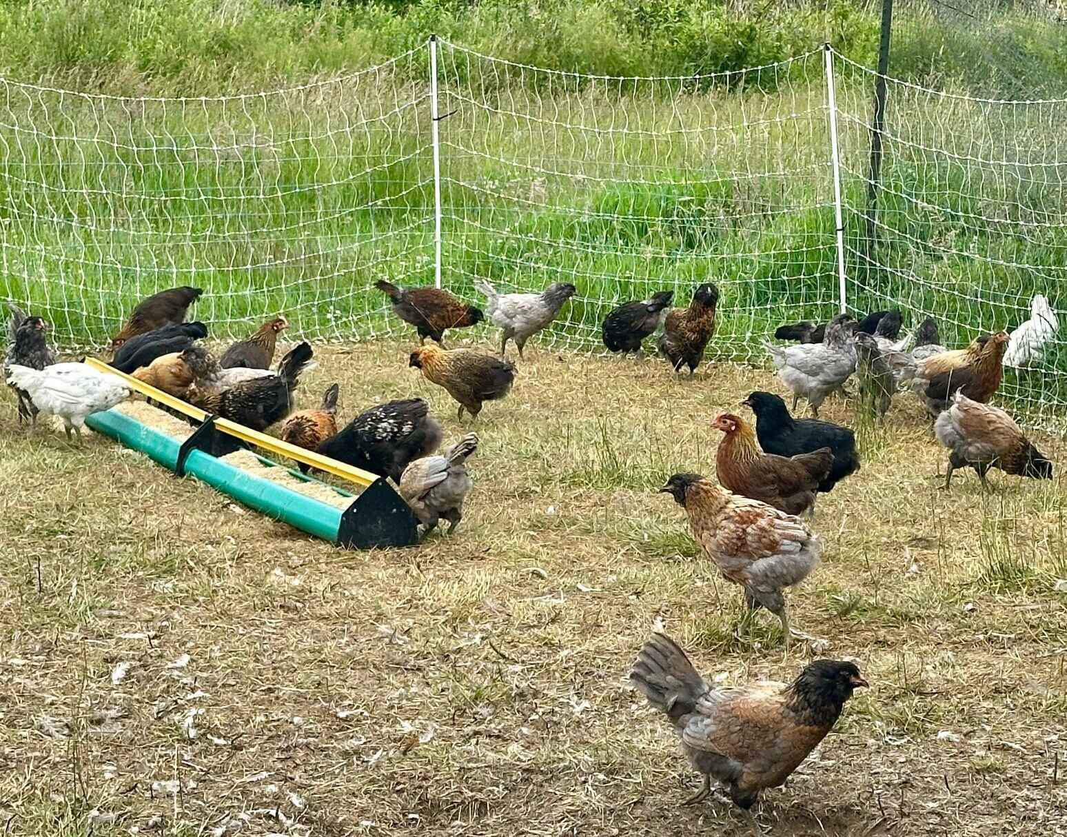 Nantucket's Food Pyramid image