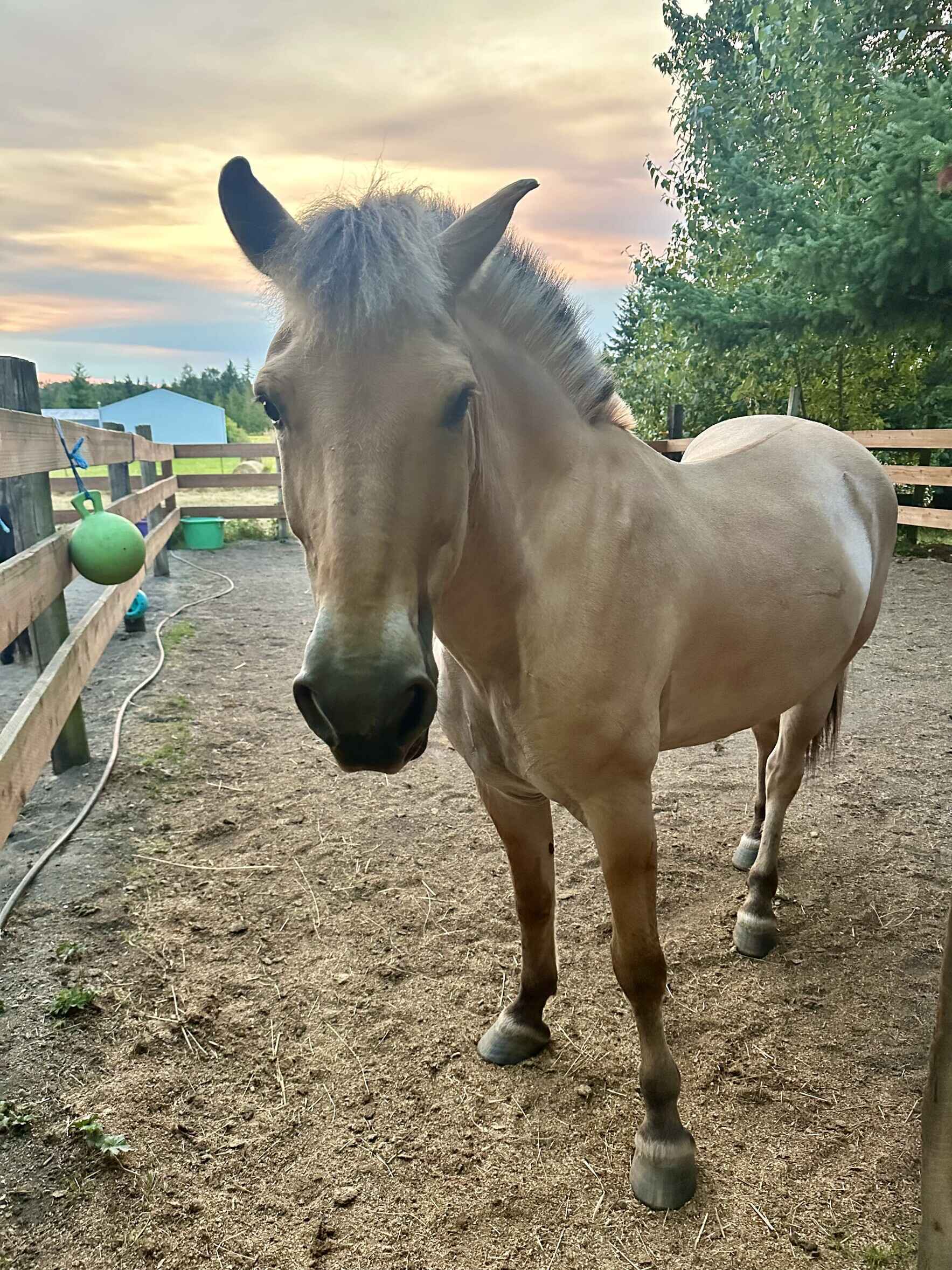 Sponsor an ANT Animal: Josen image