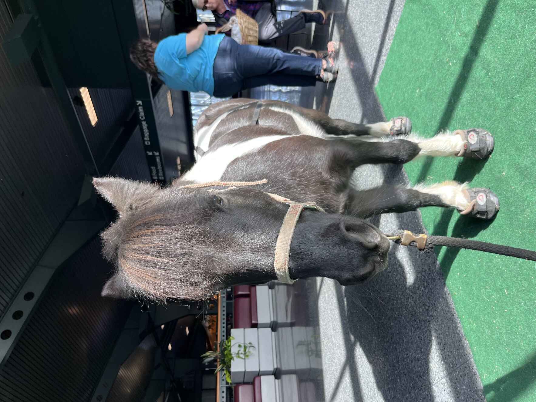 Sponsor an animal: Ziggy image