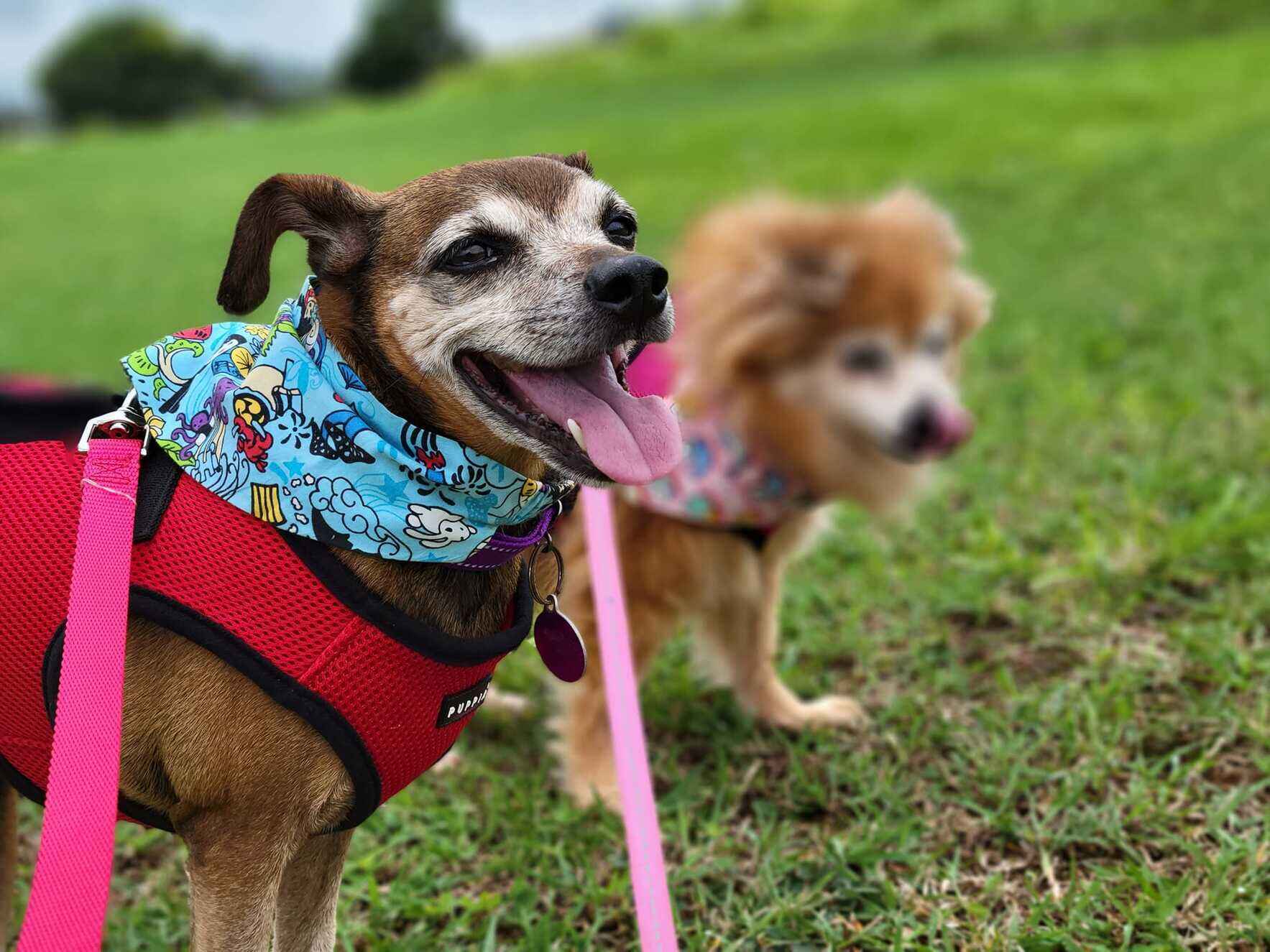 Become a Sanctuary Kahu image