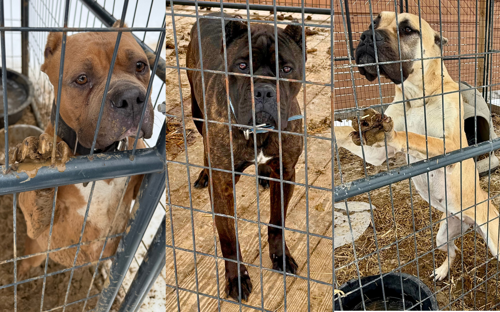 Urgent Intake: Dogs Rescued From Suspected Puppy Mill image