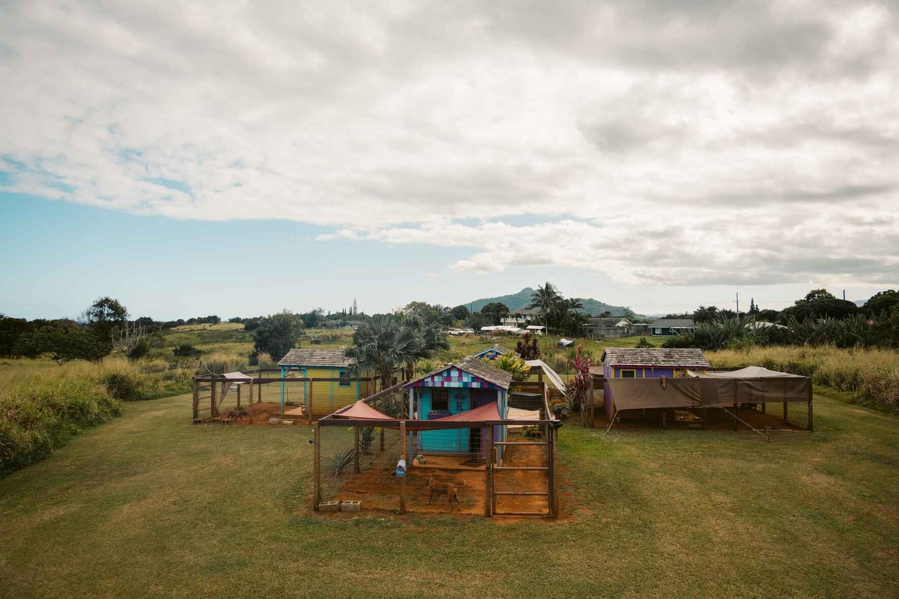 "Rent" a Piece of Pawradise image