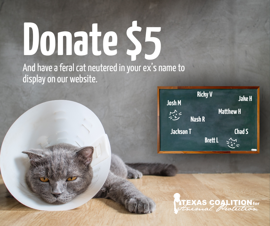 Sponsor a Feral Cat Neuter in Your Ex's Name image
