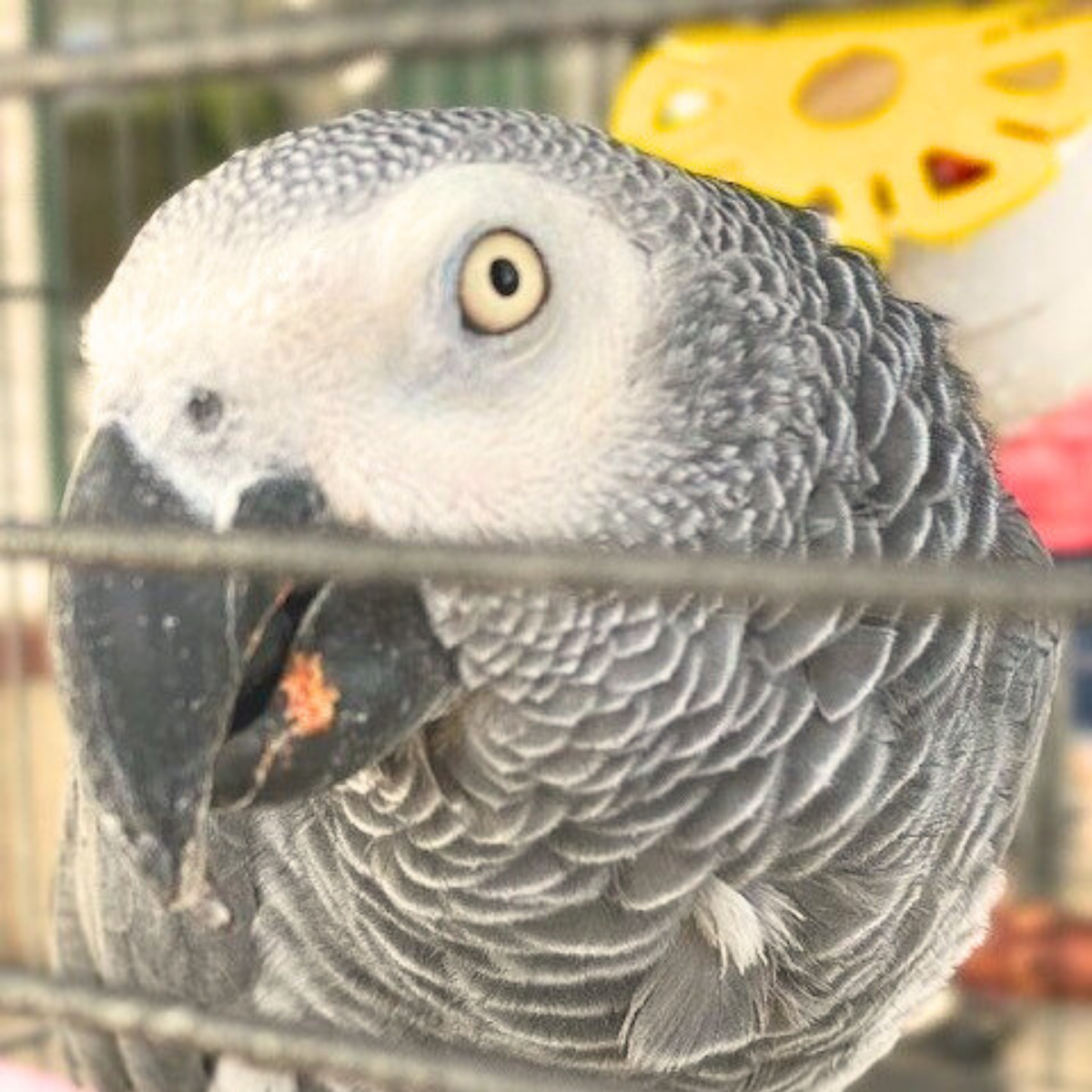 Give Fred Room to Soar image