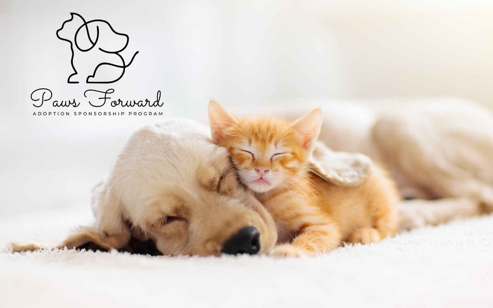 Paws Forward: Sponsoring Second Chances, One Adoption at a Time! image