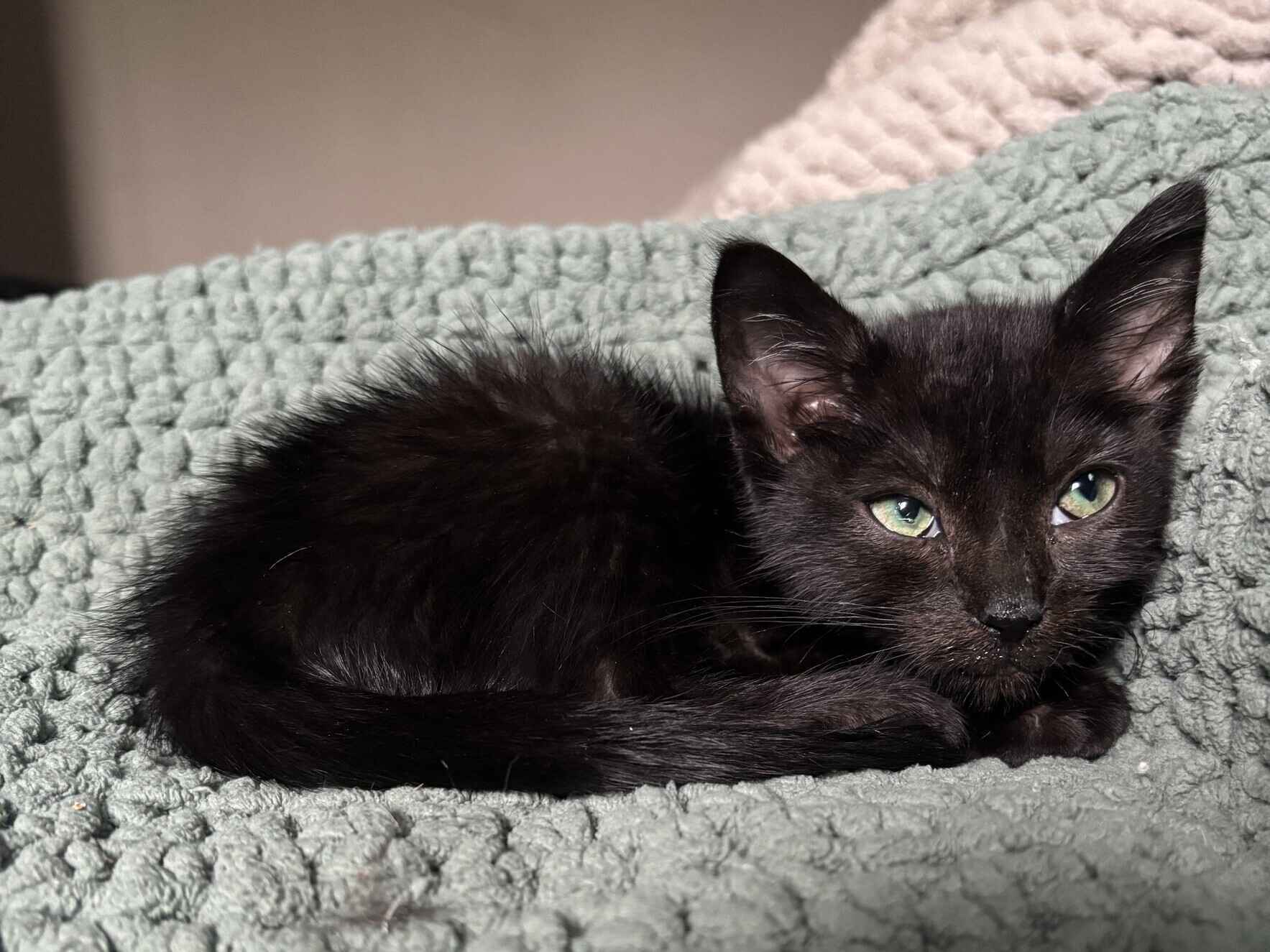 Little Jasper Needs Our Help. image