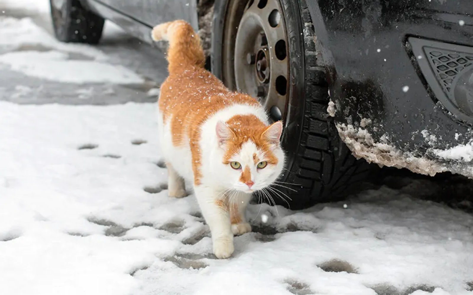 Will you help MRFRS prevent feline overpopulation with a gift for spay/neuter today? image