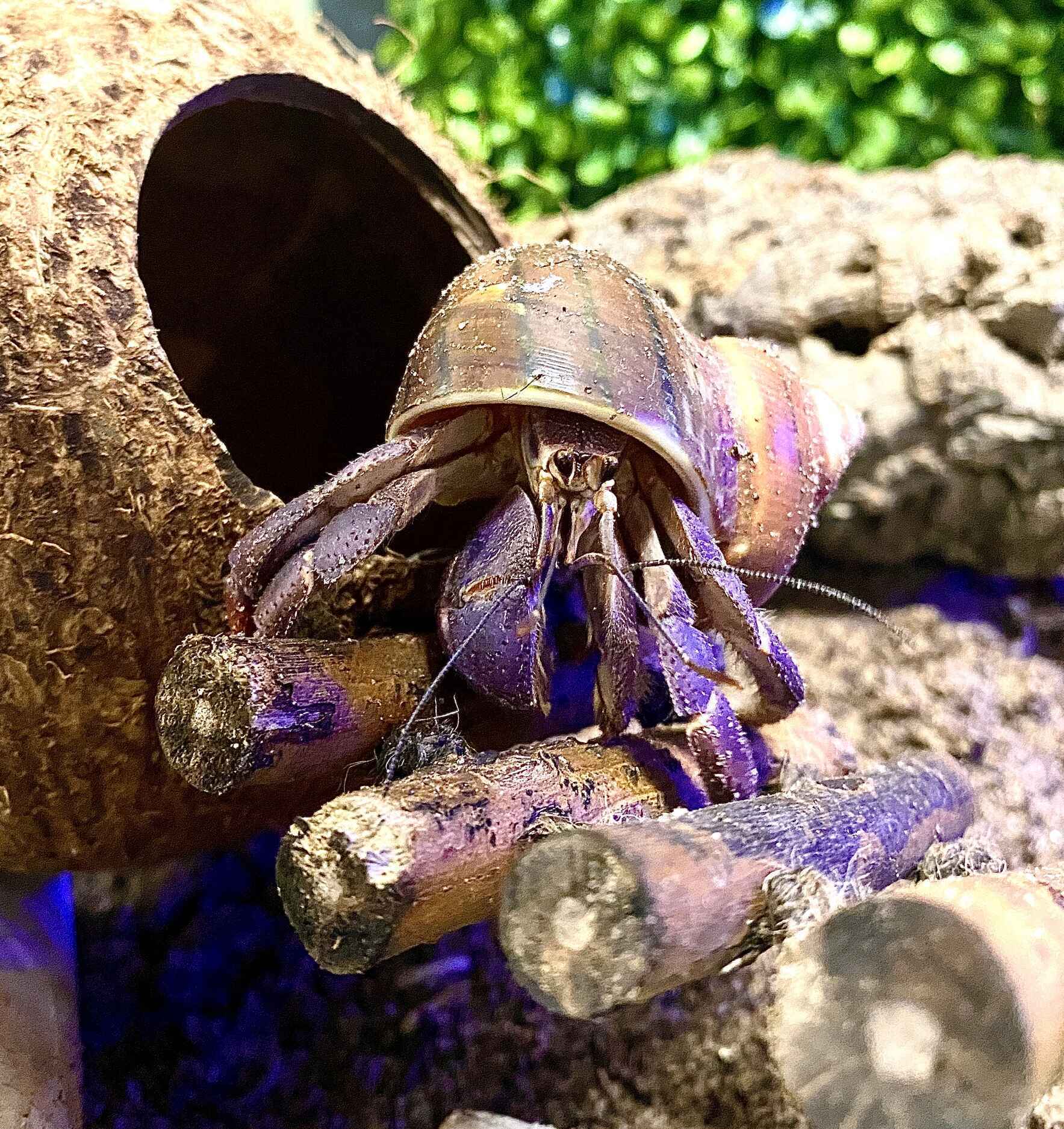 Be Part of our Hermit Crab’s Story image