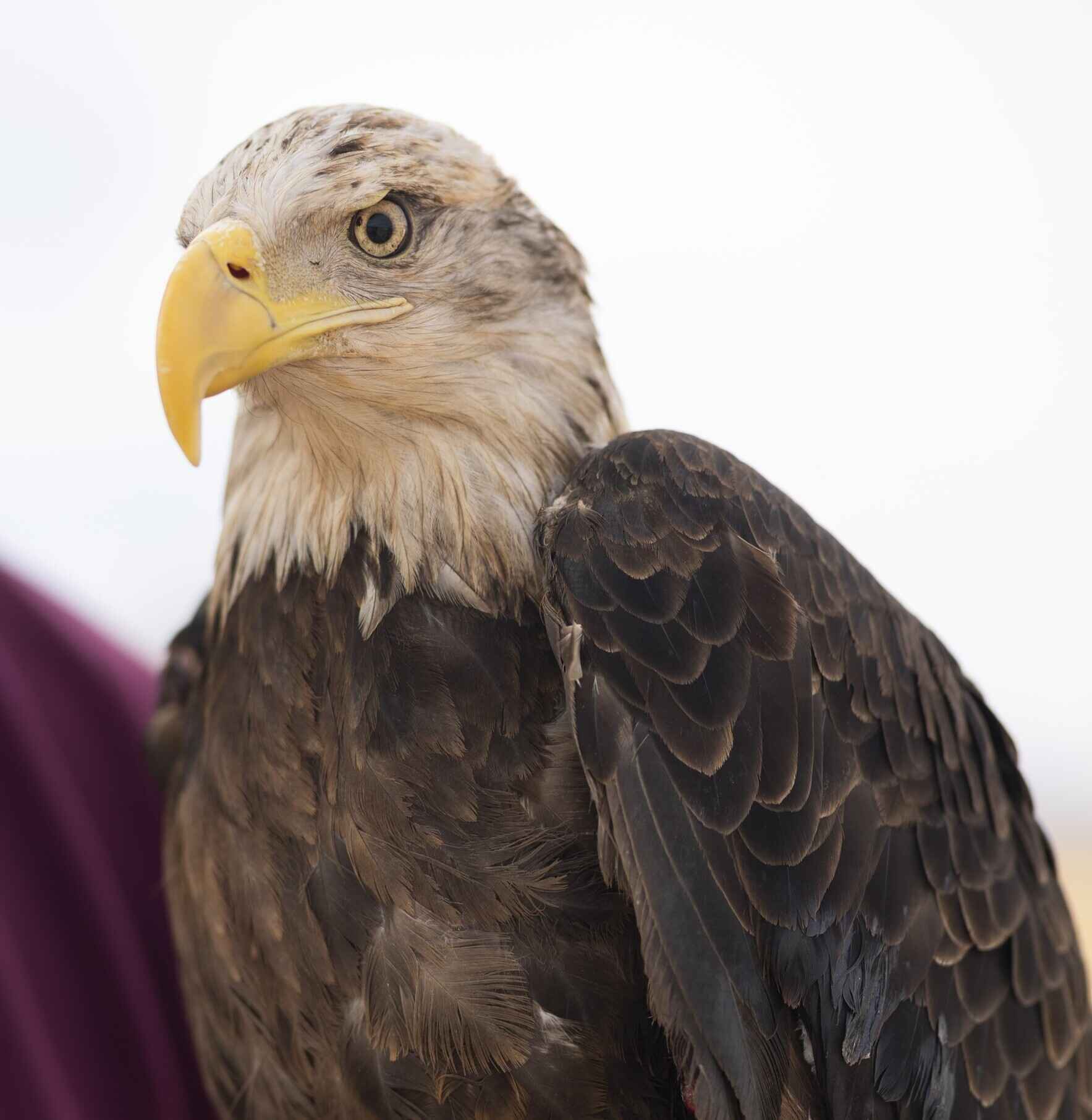 Big Bird's medical expenses image