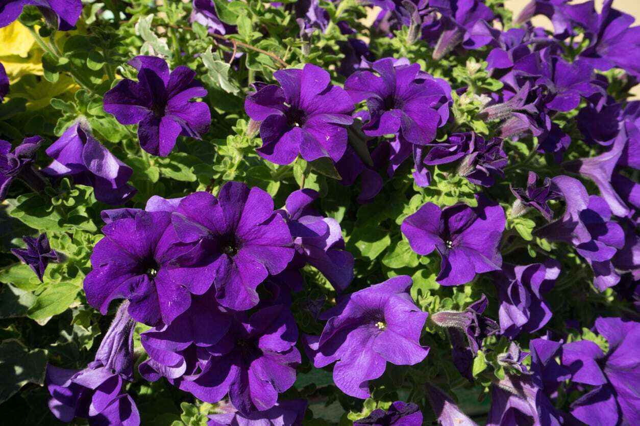 Give in honor or memory of someone special and be part of The Petunia Tribute. image