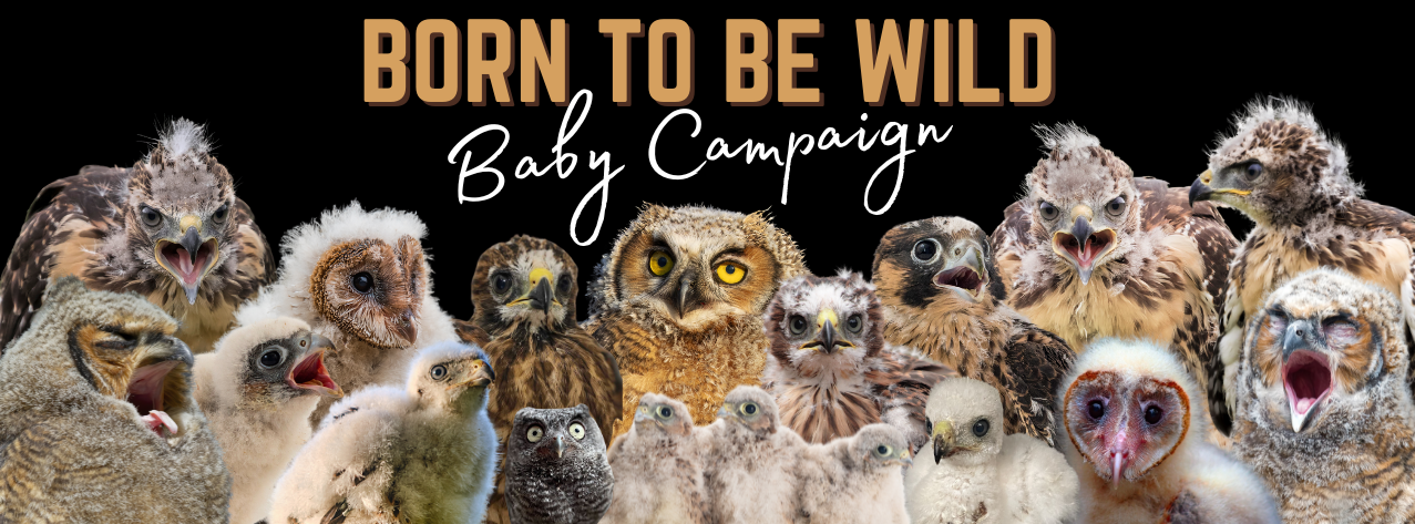They’re Born to Be Wild: But They Need Your Help to Get There image