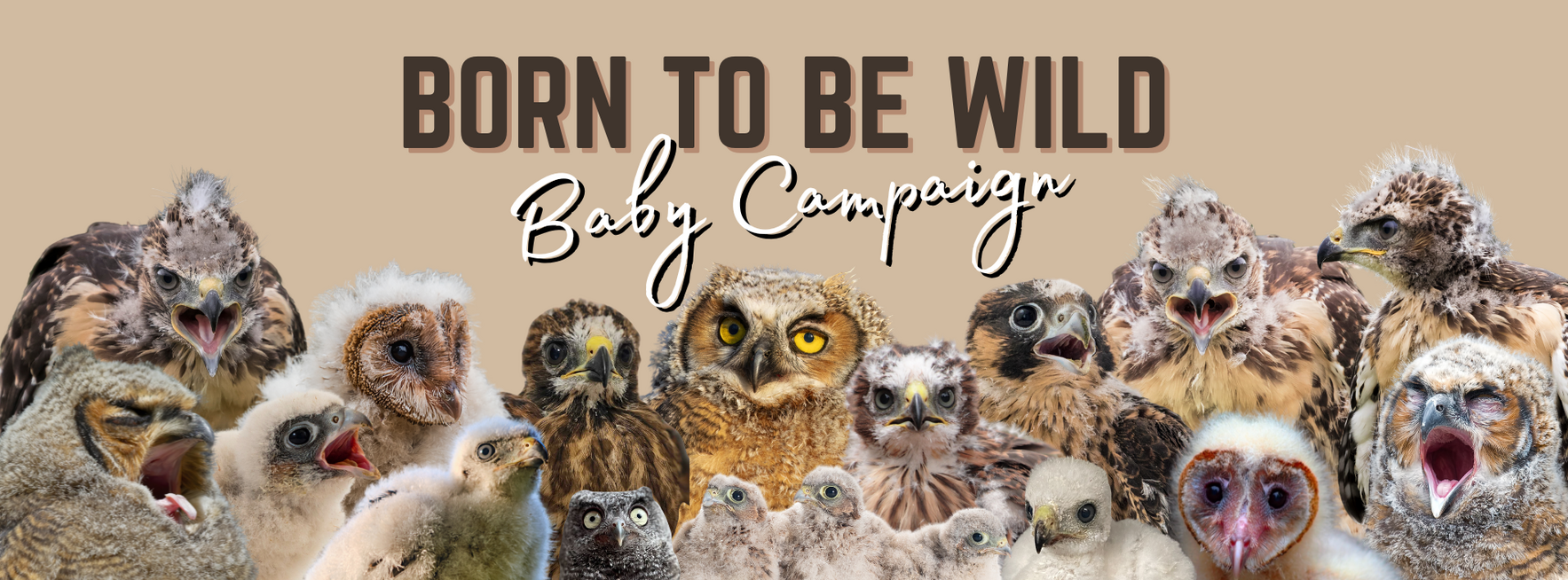 They’re Born to Be Wild: But They Need Your Help to Get There image