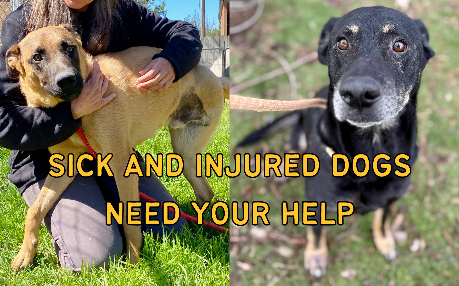 Help Rescue Dogs In Need Of High-Cost Medical Care image