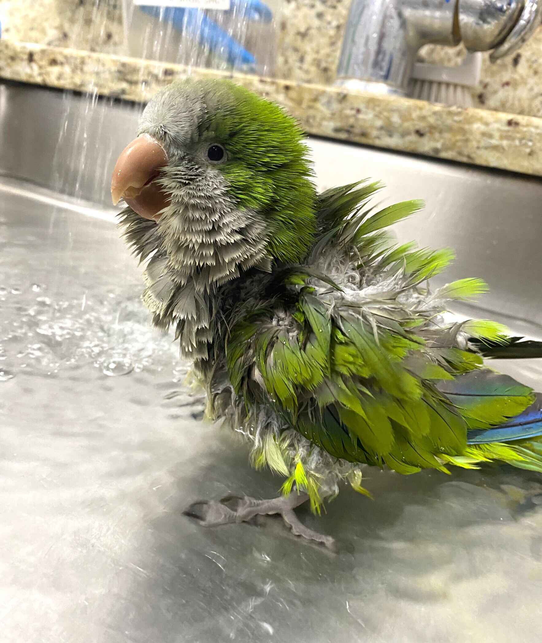Be Part of Kiwi’s Story image