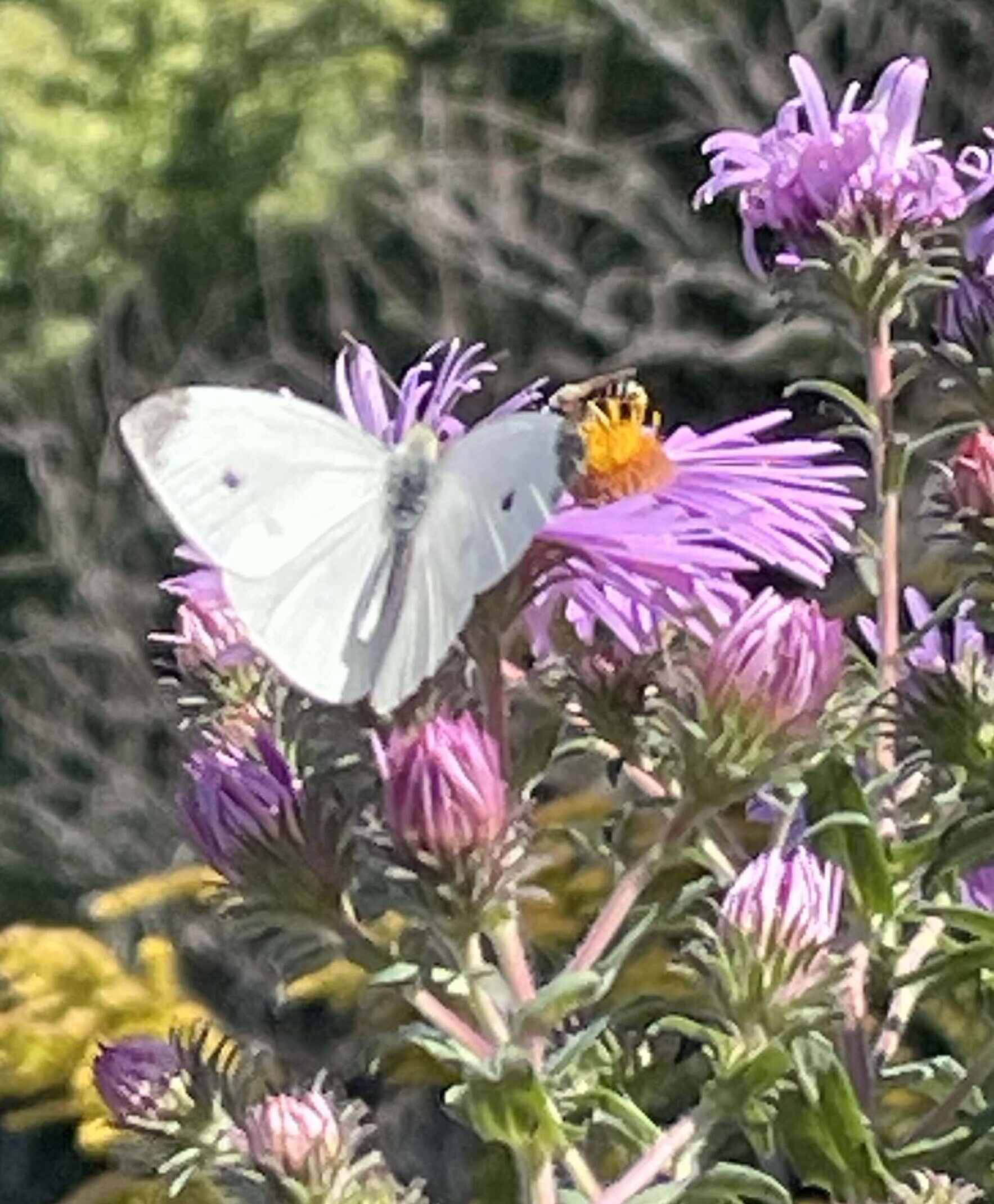 Beacon Pollinators image