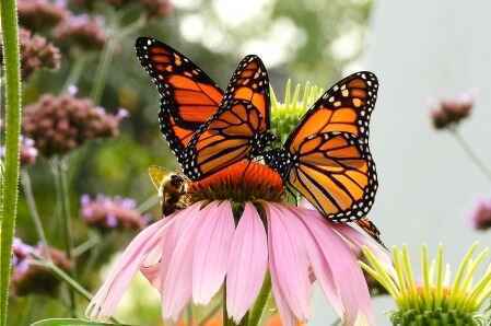 New Member Special for Gardening Green Expo 2026! image