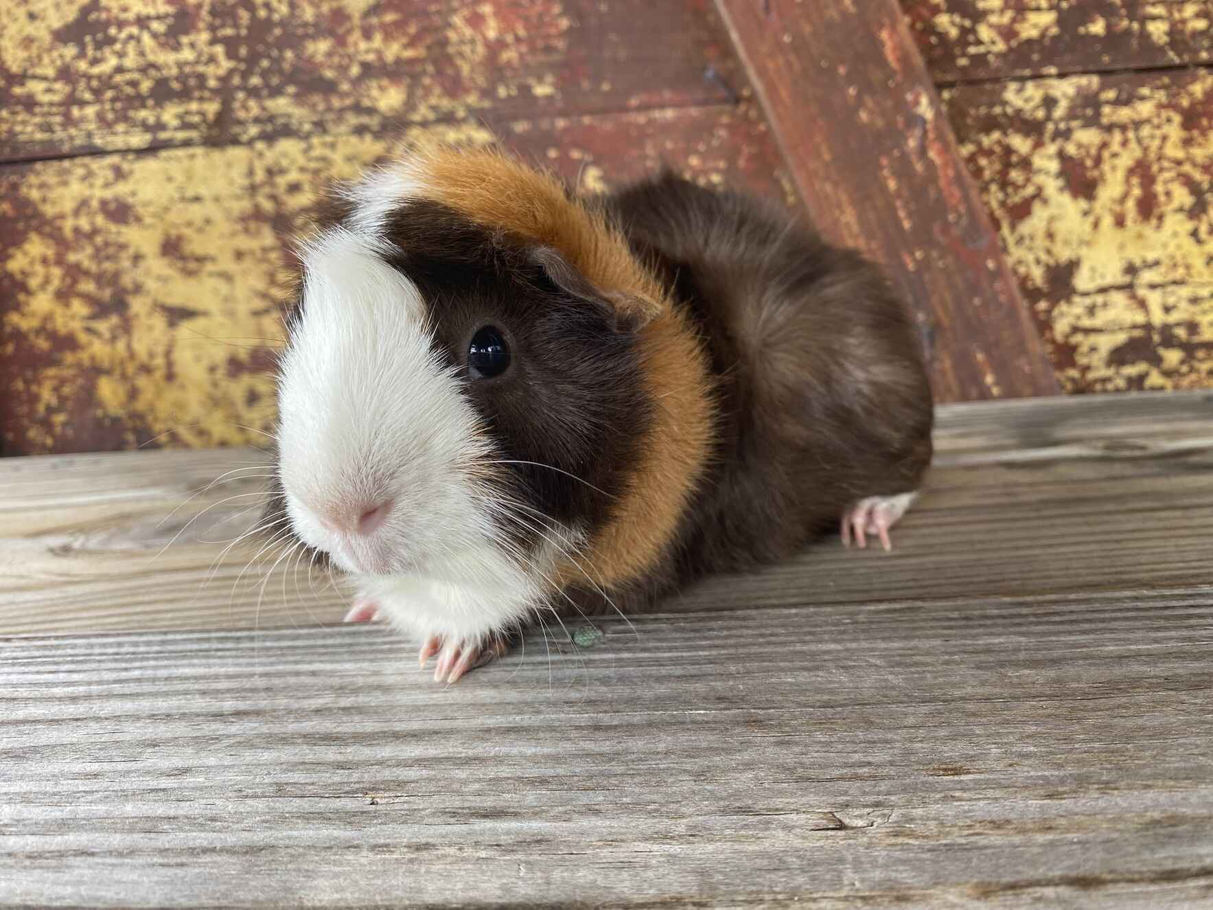 Be Part of Muffin’s Story image