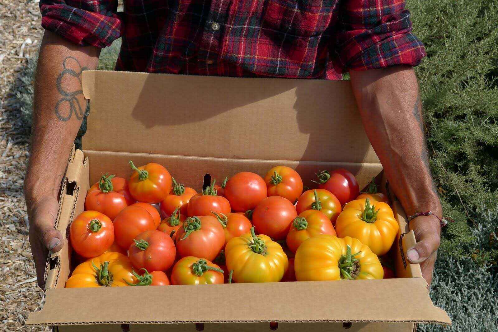 Feed 2 Birds:  Please support HGP trainees as they share organic produce for food insecure community members image