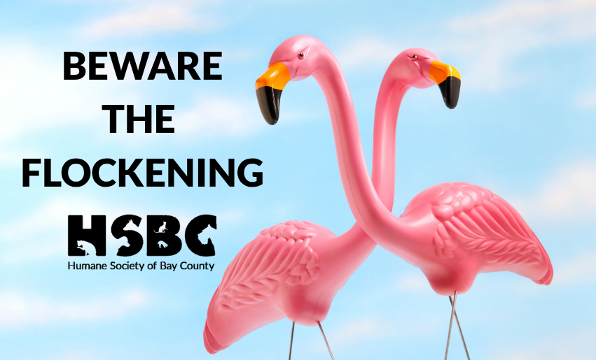 🎉 The Flockening:  image