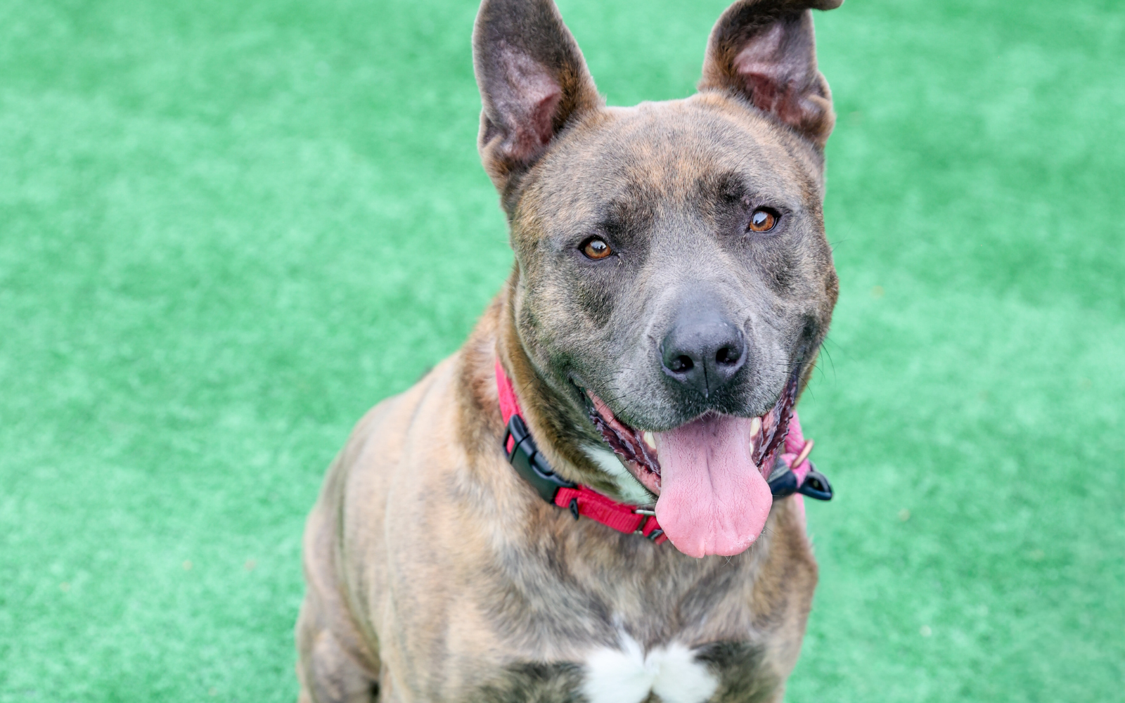 Help Dozer Get the Fresh Start He Deserves image