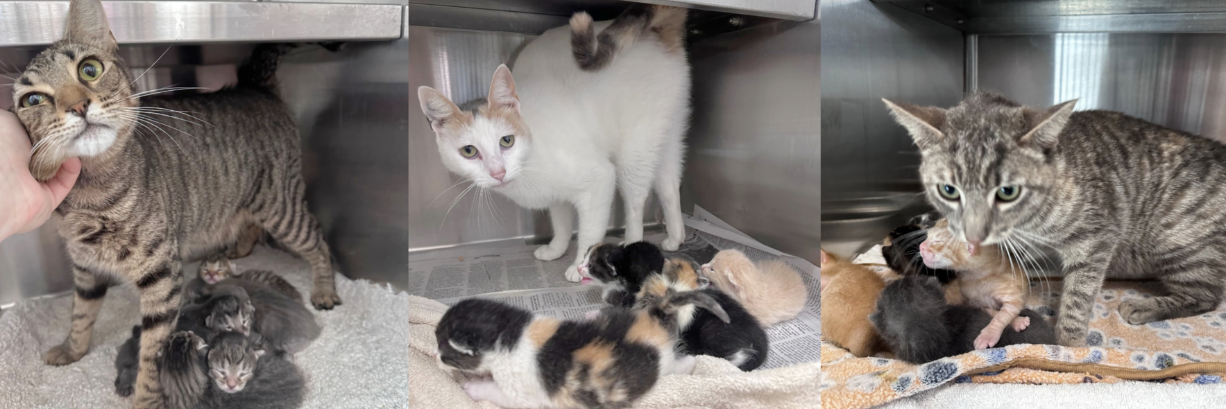 Help Us Save Three Moms and Fifteen Tiny Kittens image