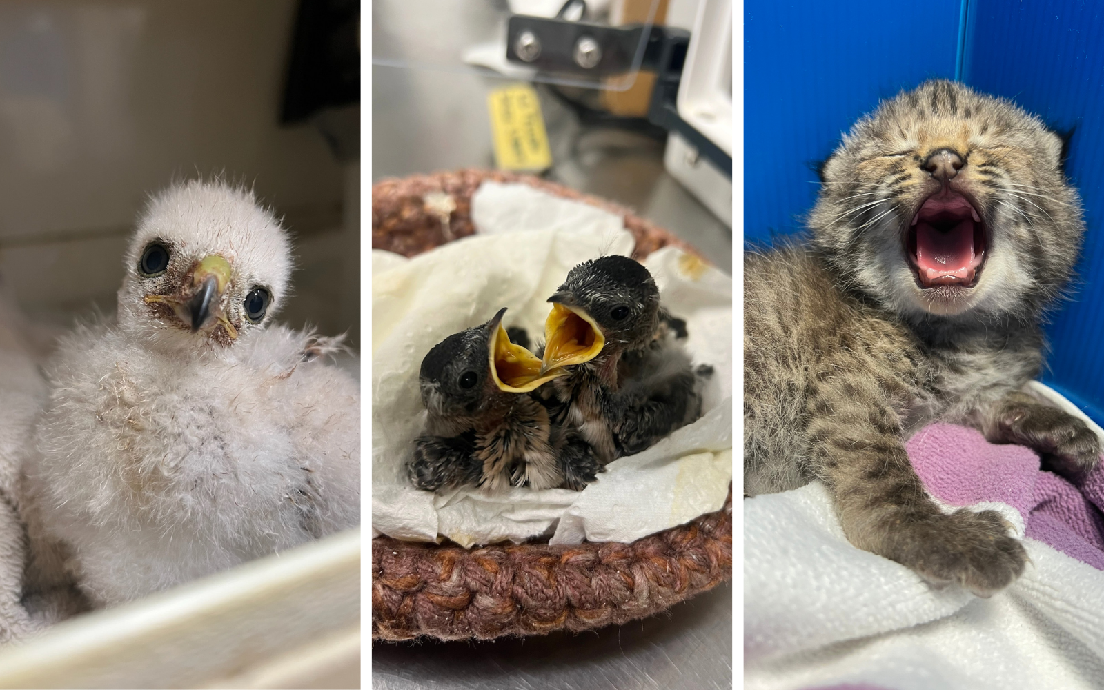 Baby Wildlife Need You image