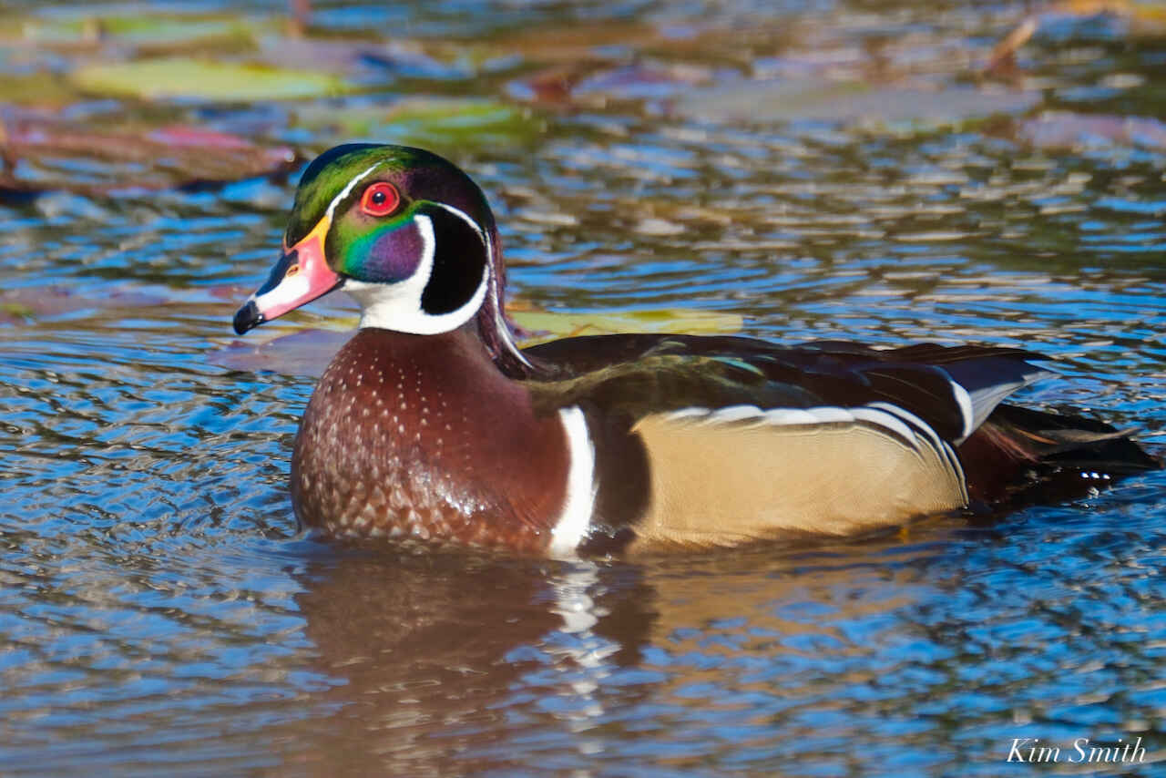On Summersweet Pond image