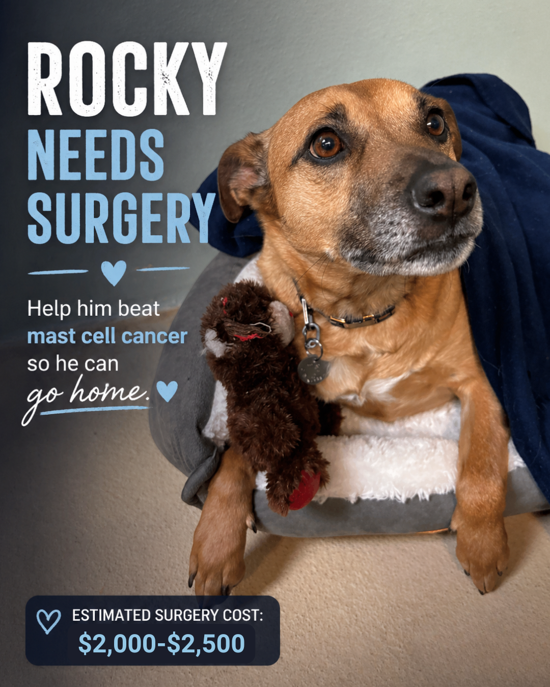 Rocky’s Surgery for a Second Chance image