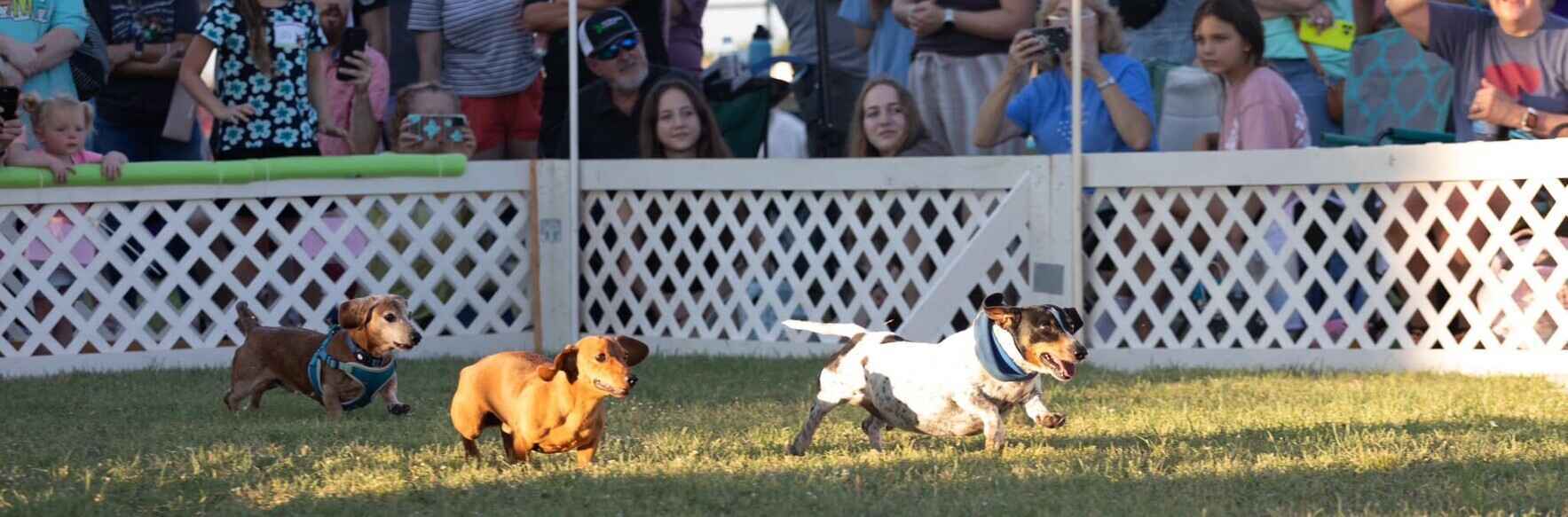 ​Purchase Your Sponsorship for the 2026 Dachshund Races & Rescued Dog Reunion! image