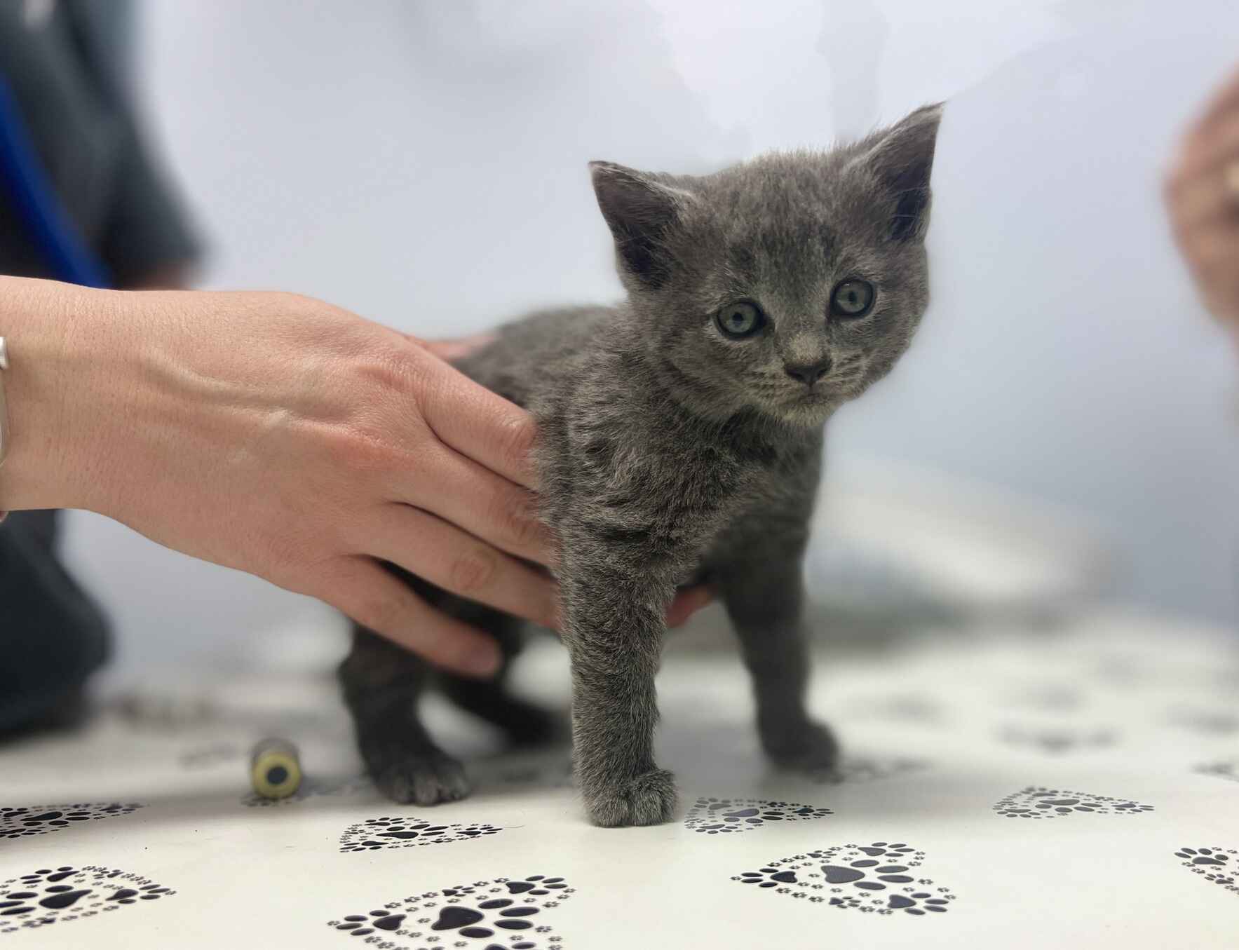Help Save AoA's Most Vulnerable Animals image