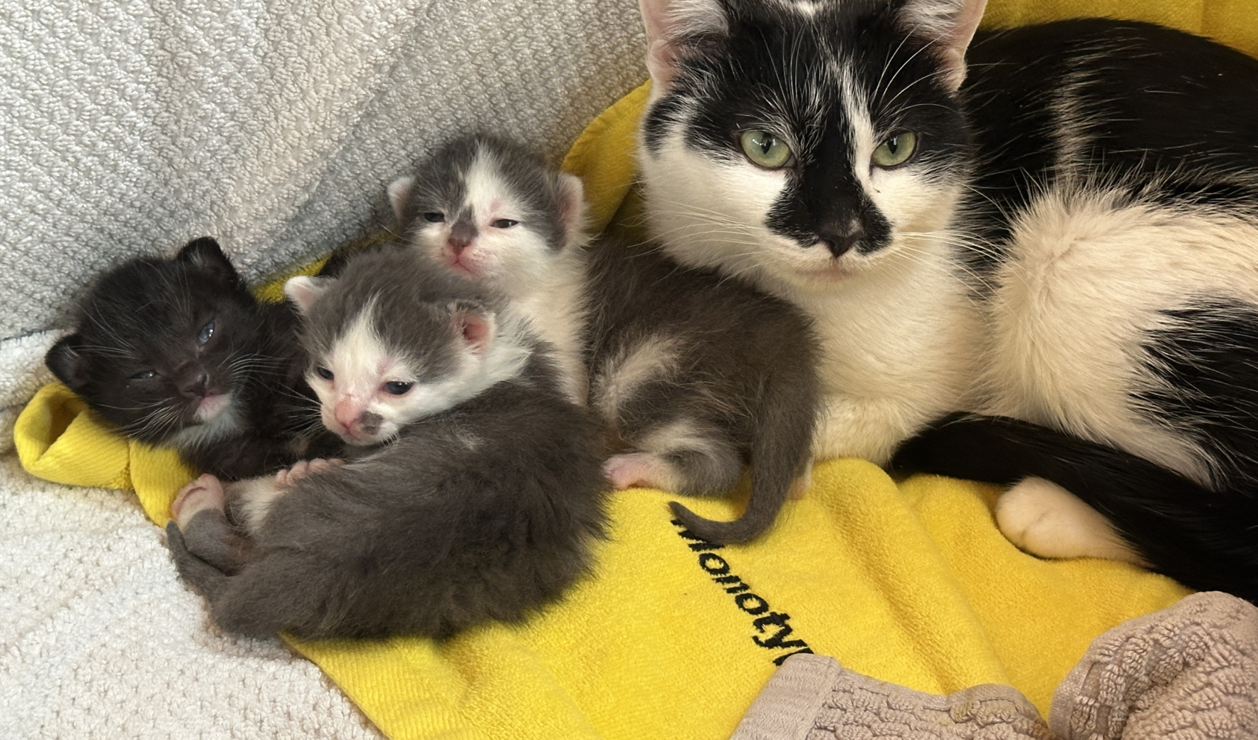 You can help MRFRS save lives this spring!  image
