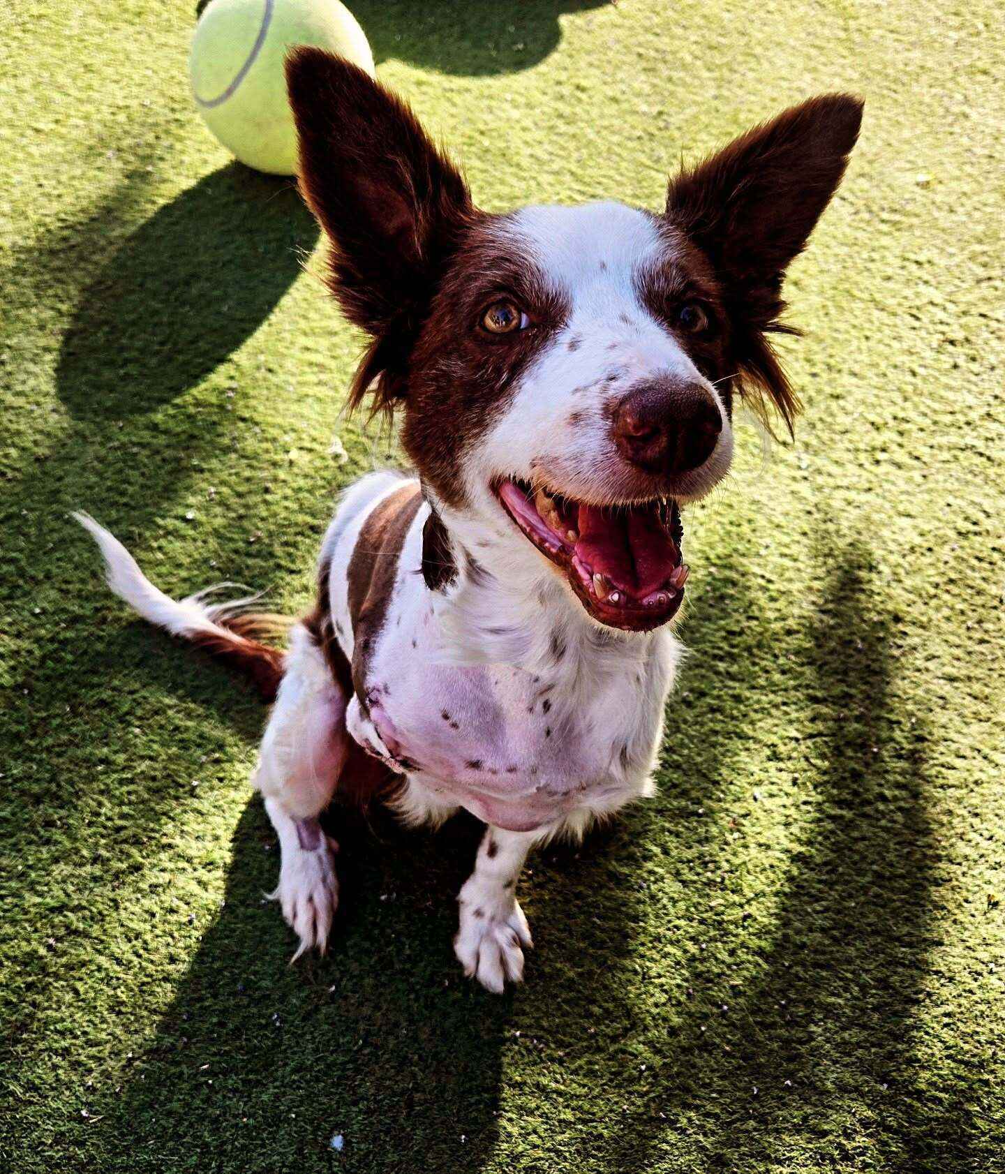 May Fundraising is Dedicated to Poppy's Recovery image