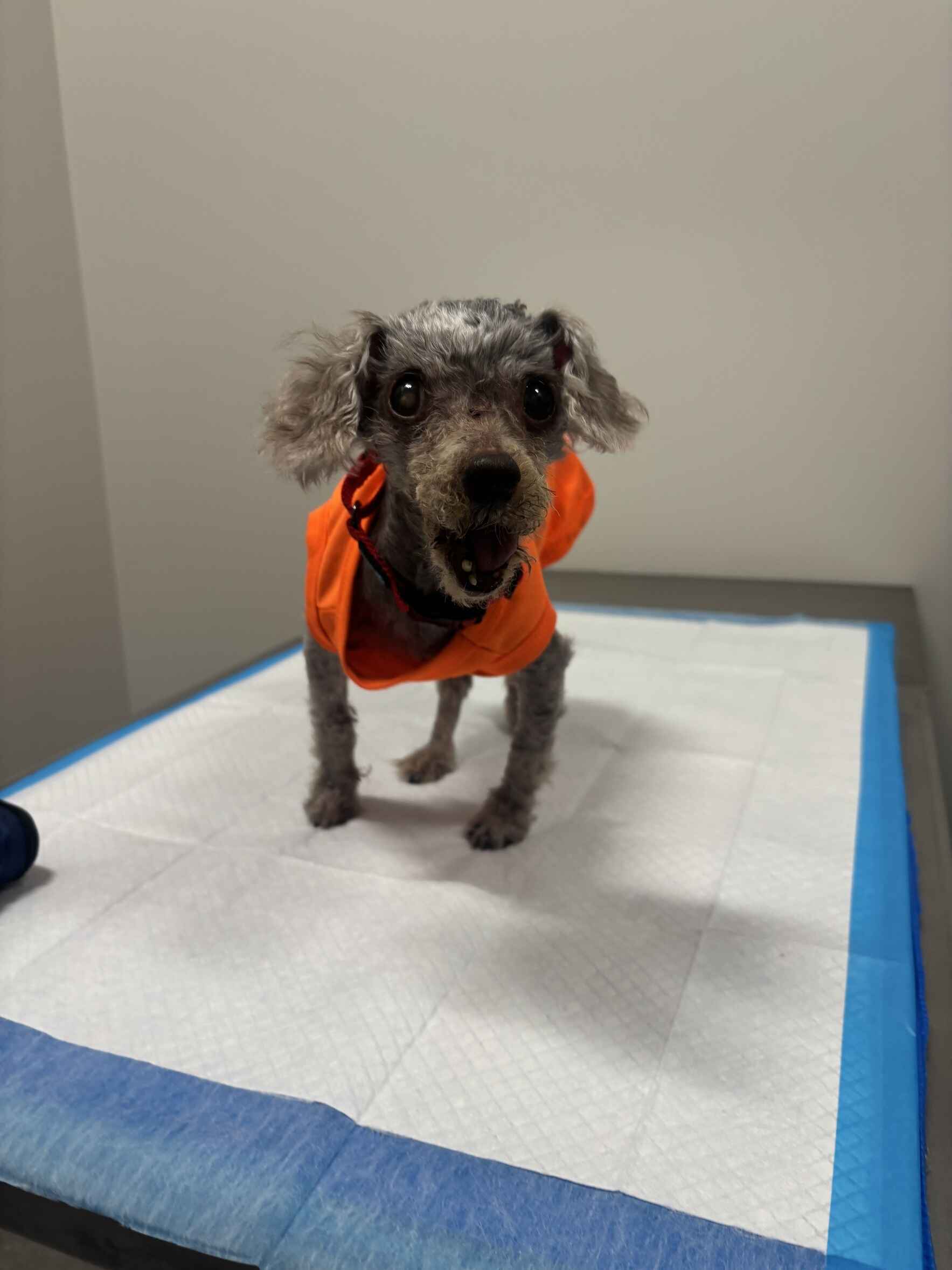 Donate to repair Lacy's broken jaw!  image