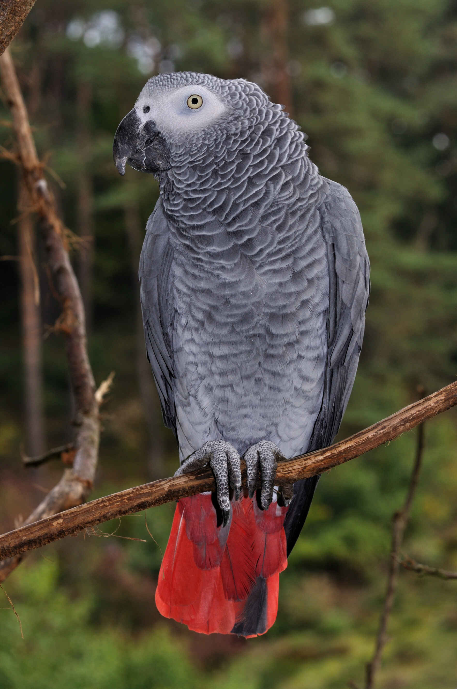 Understanding Population Dynamics, Habitat Use and Threats to Grey Parrot image