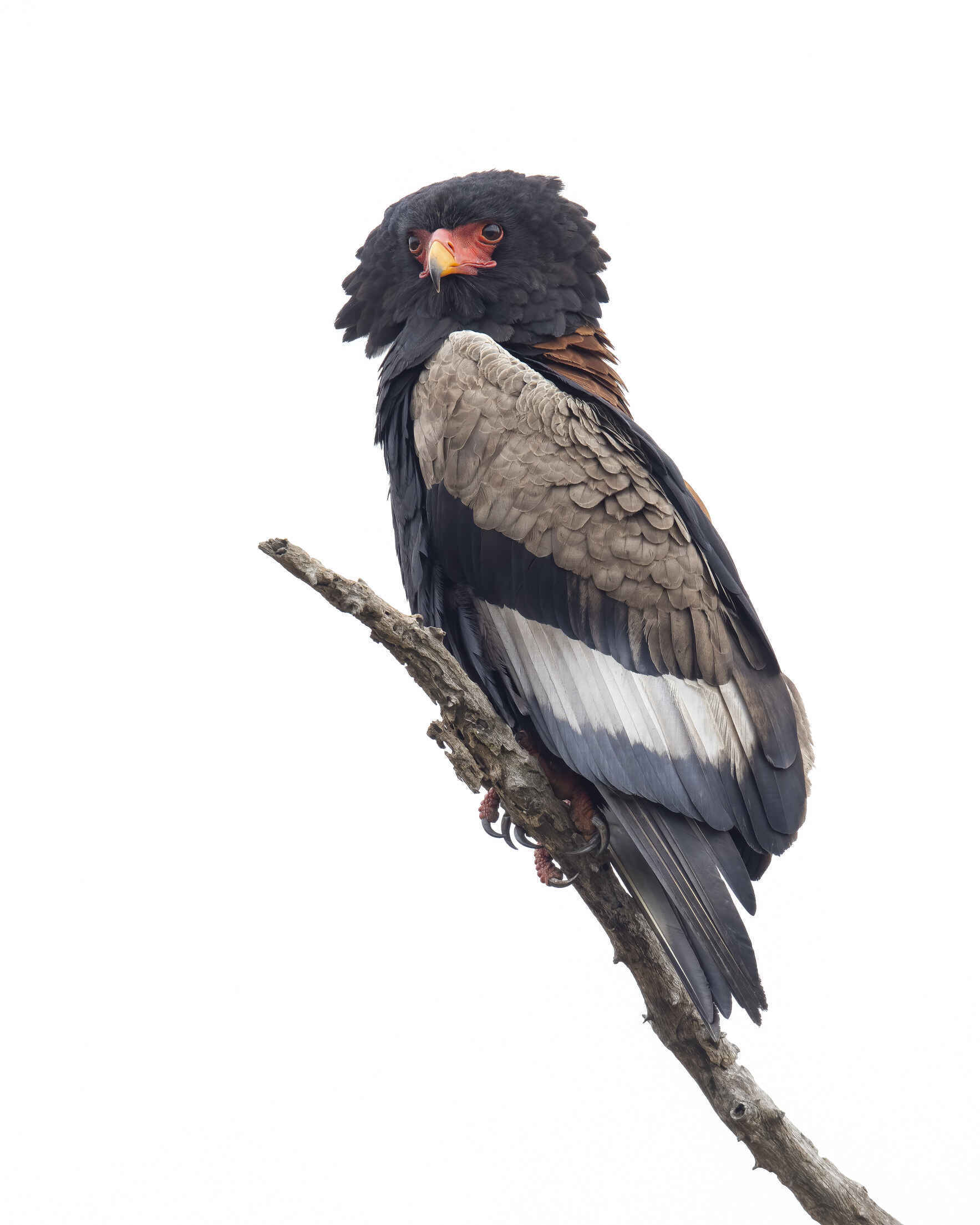 Establishing the Conservation Status of Bateleur in Mole National Park, Ghana image