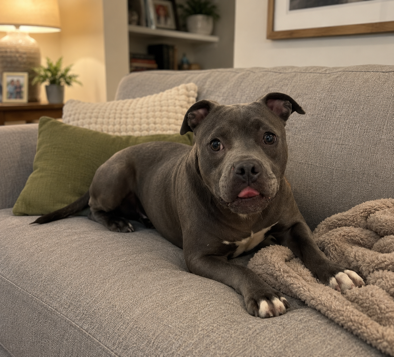 Join Kennels to Couches—Reliable Support, Lifesaving Impact image
